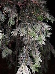 Taxus baccata