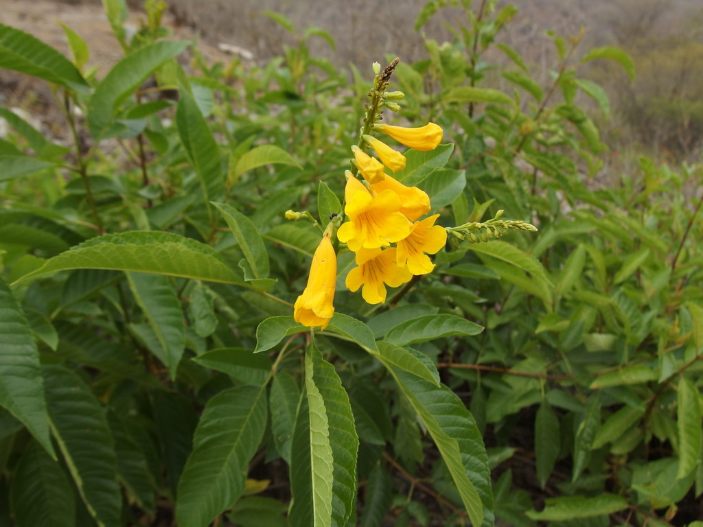 Tecoma weberbaueriana (Tecoma weberbaueriana)