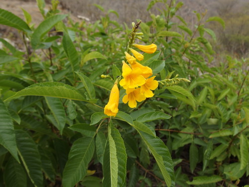 Tecoma weberbaueriana image