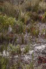 Manulea tomentosa