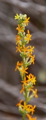 Manulea tomentosa