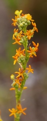 Manulea tomentosa