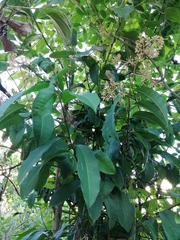 Hydrangea viburnoides