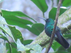 Anthracothorax viridis