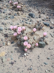 Tephrocactus