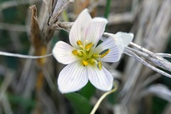 Colchicum hungaricum