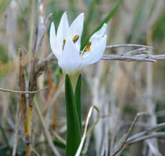 Colchicum hungaricum