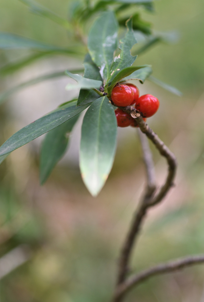 Daphne mezereum, Val Germanasca, by samre