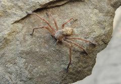 Olios sericeus