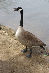 Branta canadensis