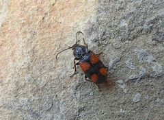 Panagaeus bipustulatus
