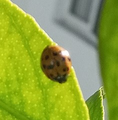 Harmonia axyridis