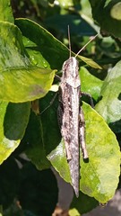 Schistocerca nitens