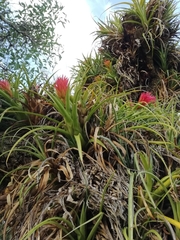 Aechmea recurvata