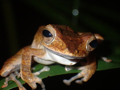 Polypedates colletti