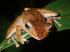 Polypedates colletti