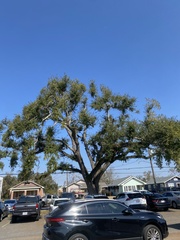 Quercus virginiana