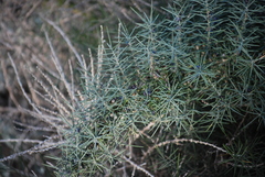 Asparagus horridus image