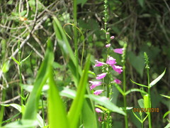 Physostegia leptophylla