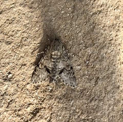 Cautethia grotei
