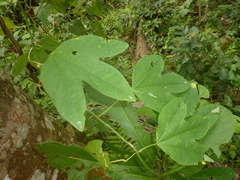 Passiflora tricuspis