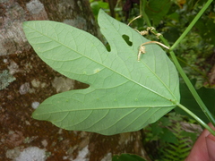 Passiflora tricuspis