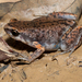 Stejneger's Paddy Frog - Photo (c) Liu JimFood, some rights reserved (CC BY-NC), uploaded by Liu JimFood
