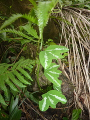 Passiflora tricuspis