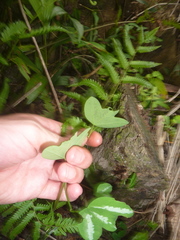 Passiflora tricuspis