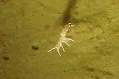 Heteromurinae