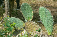 Opuntia lasiacantha