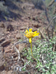 Encelia virginensis