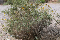 Encelia virginensis
