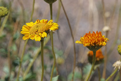 Encelia virginensis