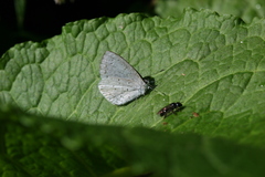 Celastrina echo gozora