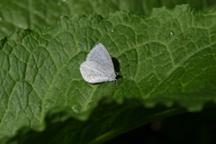 Celastrina echo gozora