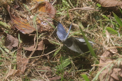 Celastrina echo gozora