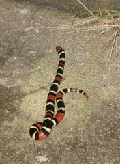 Micrurus surinamensis