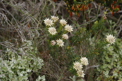Phylica dodii