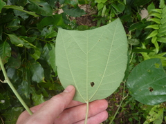 Passiflora candollei