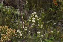 Phylica dodii