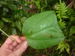 Passiflora candollei
