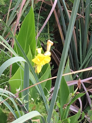 Canna flaccida image