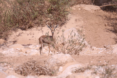 Gazella arabica