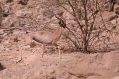 Gazella arabica
