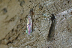Bolitophilidae