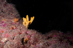Axinella verrucosa