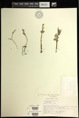 Botrychium pseudopinnatum