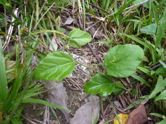 Passiflora ferruginea