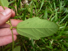 Passiflora ferruginea